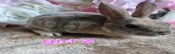 Mini Lop rabbits for sale: Mini lop & mini rex babies available  - Advert 5