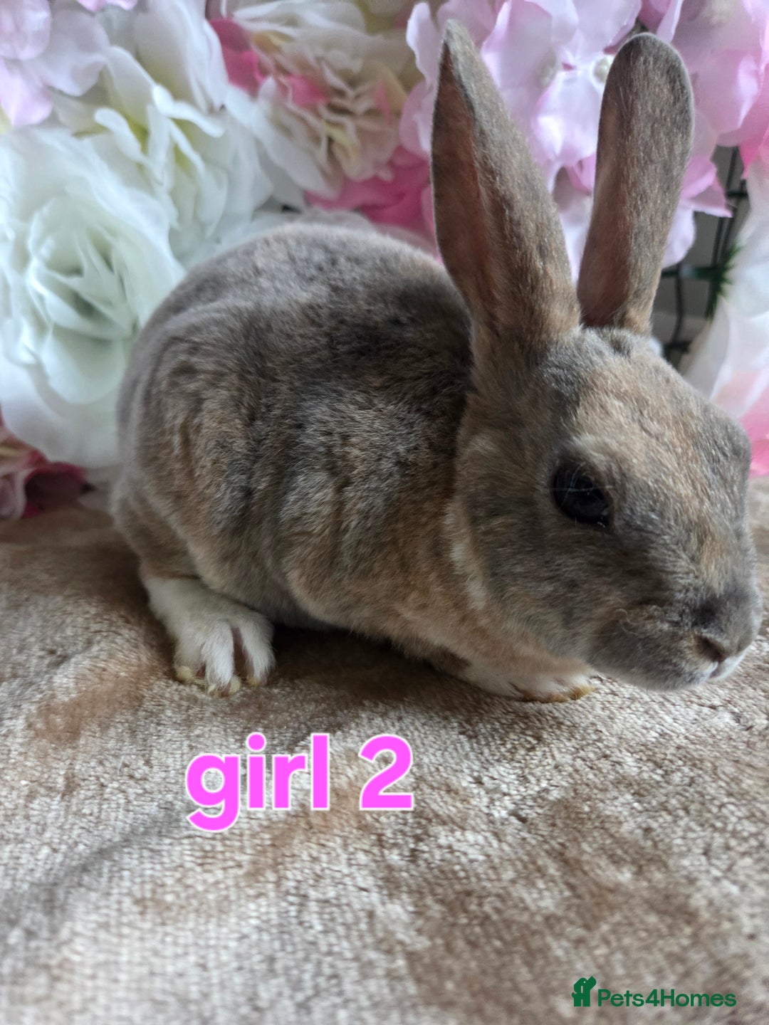 Mini Lop rabbits for sale: Mini lop & mini rex babies available  - Advert 5