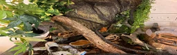 Gecko reptiles for sale: Crested gecko - orange female 🦎🍑 - Advert 12