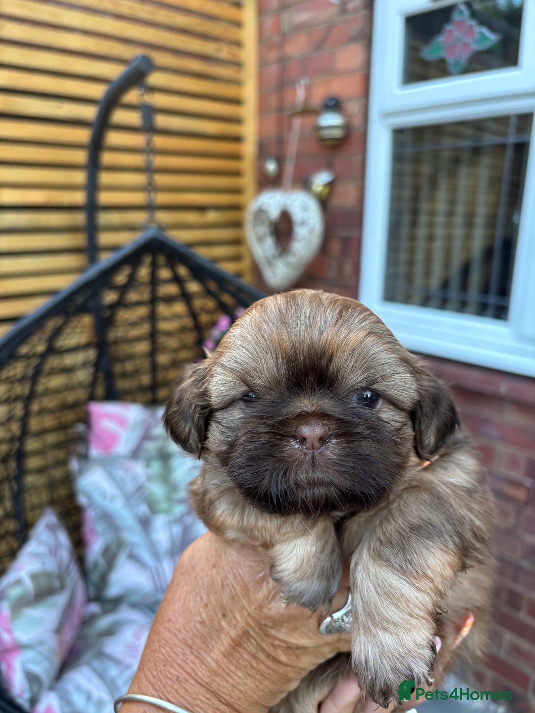 Shih Tzu dogs for sale: Shihtzu imperial  - Image 13