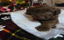 Cockapoo dogs for sale: Cockapoo puppies  - Advert 5