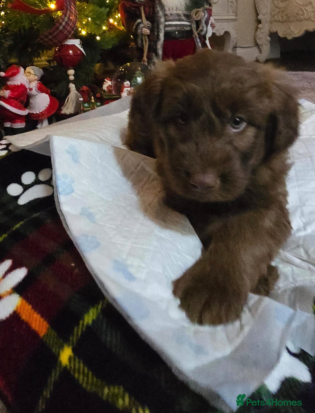 Cockapoo dogs for sale: Cockapoo puppies  - Advert 5