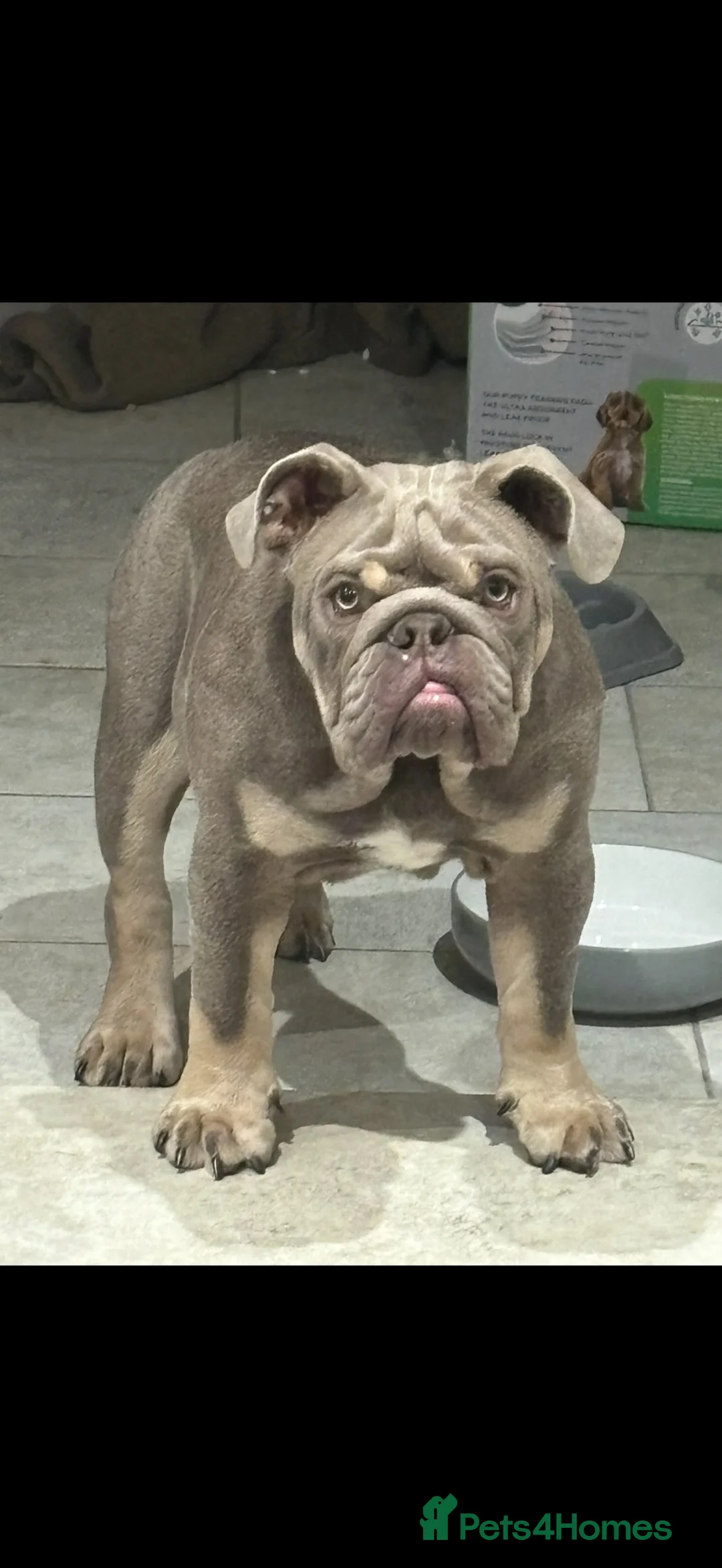 English Bulldog dogs for stud: Frank 🔥 lilac tri English bulldog for stud  - Advert 5