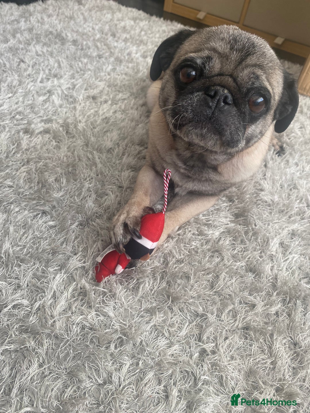 Pug dogs for sale: The sweetest 8 year old Female Pug  - Advert 1