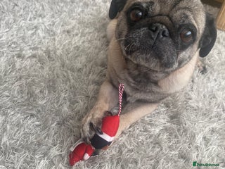 Pug dogs The sweetest Female Pug - Advert 3