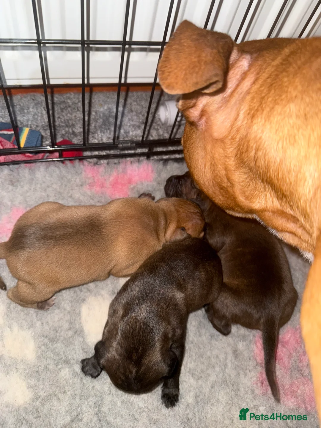 Staffordshire Bull Terrier dogs for sale: Staffie pups  - Advert 12