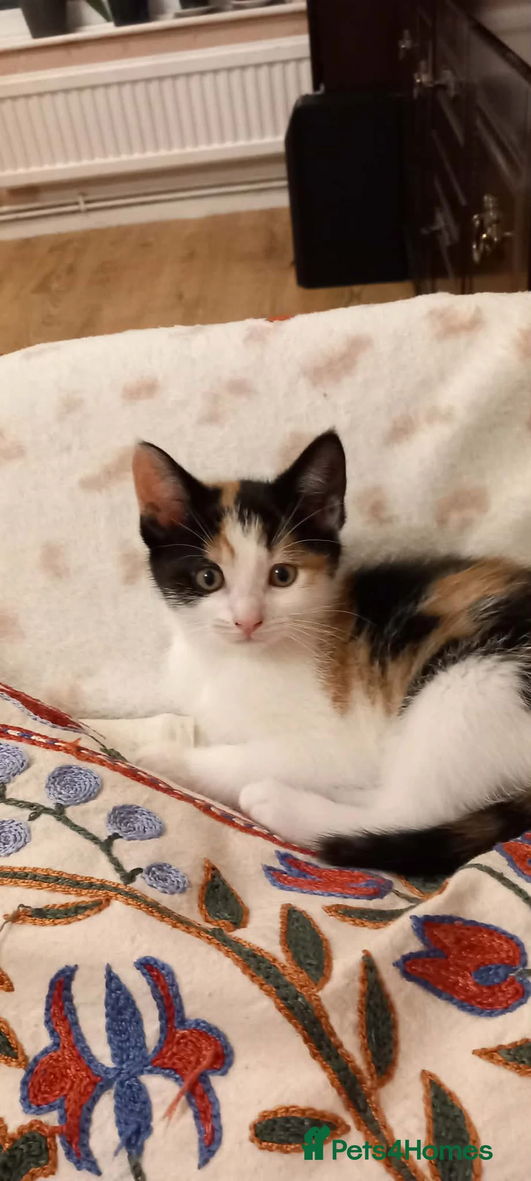 Mixed Breed cats for sale: Kitten - Advert 4