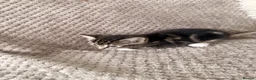 Mixed Breed cats for sale: 3 little kittens looking for a new home - Advert 13