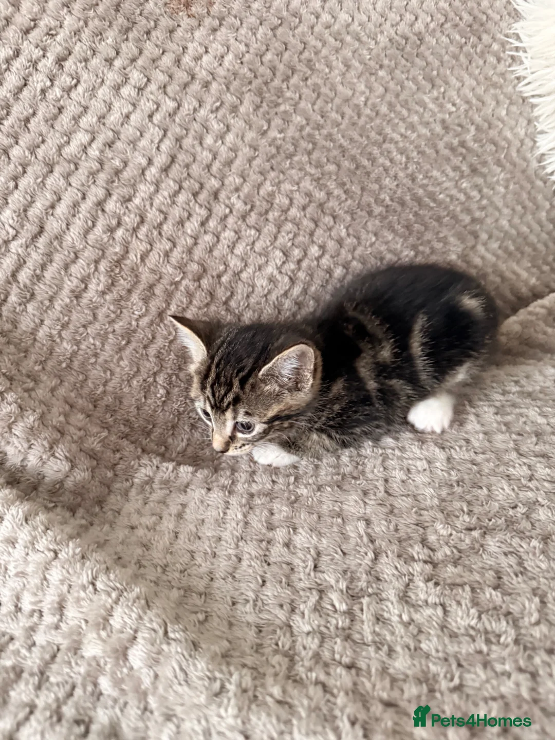 Mixed Breed cats for sale: 3 little kittens looking for a new home - Advert 13