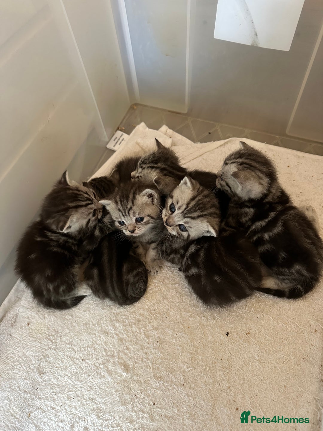British Shorthair cats for sale: British Shorthair Stunning Kittens - Image 11