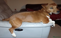 Plummer Terrier dogs for sale: Plummer Terrier - Image 3