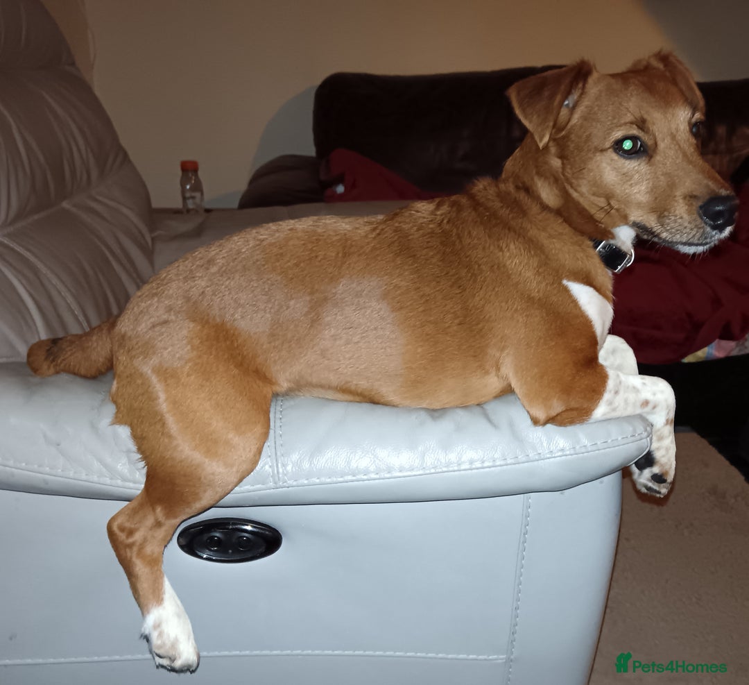 Plummer Terrier dogs for sale: Plummer Terrier - Image 3