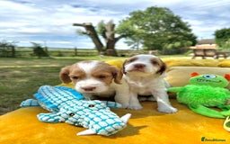 Cocker Spaniel dogs for sale: Farm Bred - Docked - Working Cocker Pups in Peterborough - Image 11