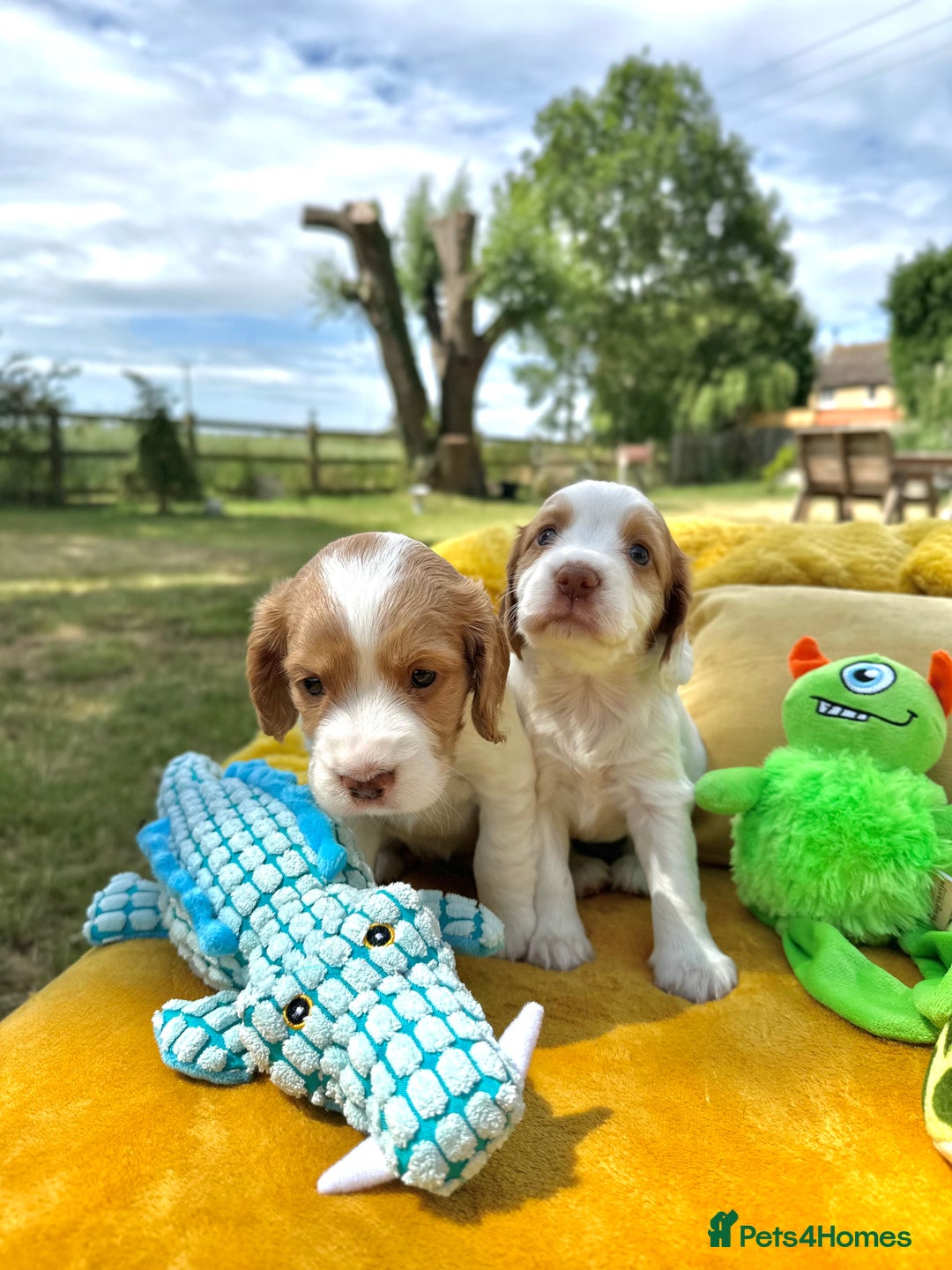 Cocker Spaniel dogs for sale: Farm Bred - Docked - Working Cocker Pups in Peterborough - Image 11