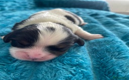Cavalier King Charles Spaniel dogs for sale: 4 beautiful chunky puppies. 4 days old - Image 8