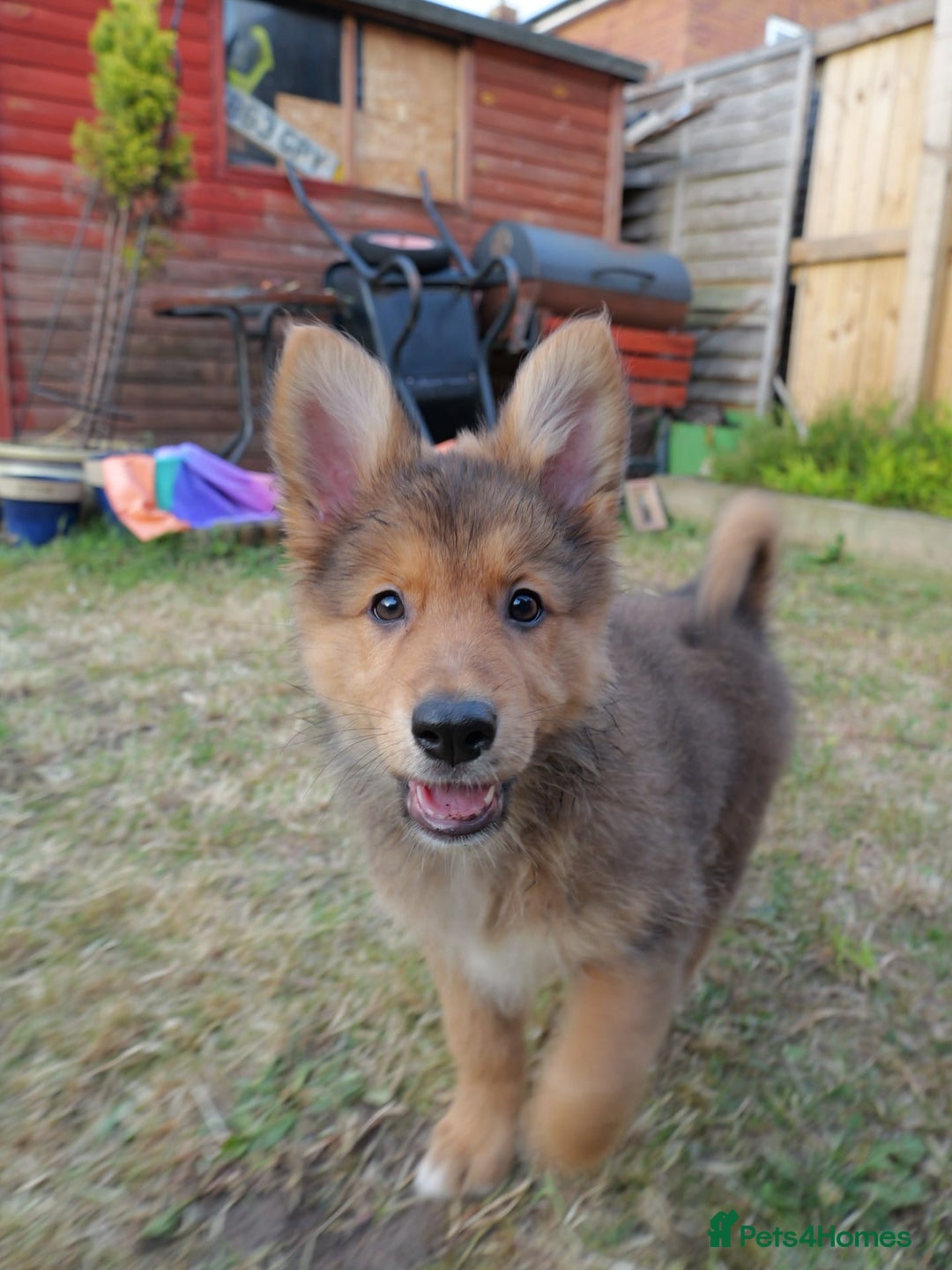 Mixed Breed dogs for sale: Shollies  in Rochdale - Image 32