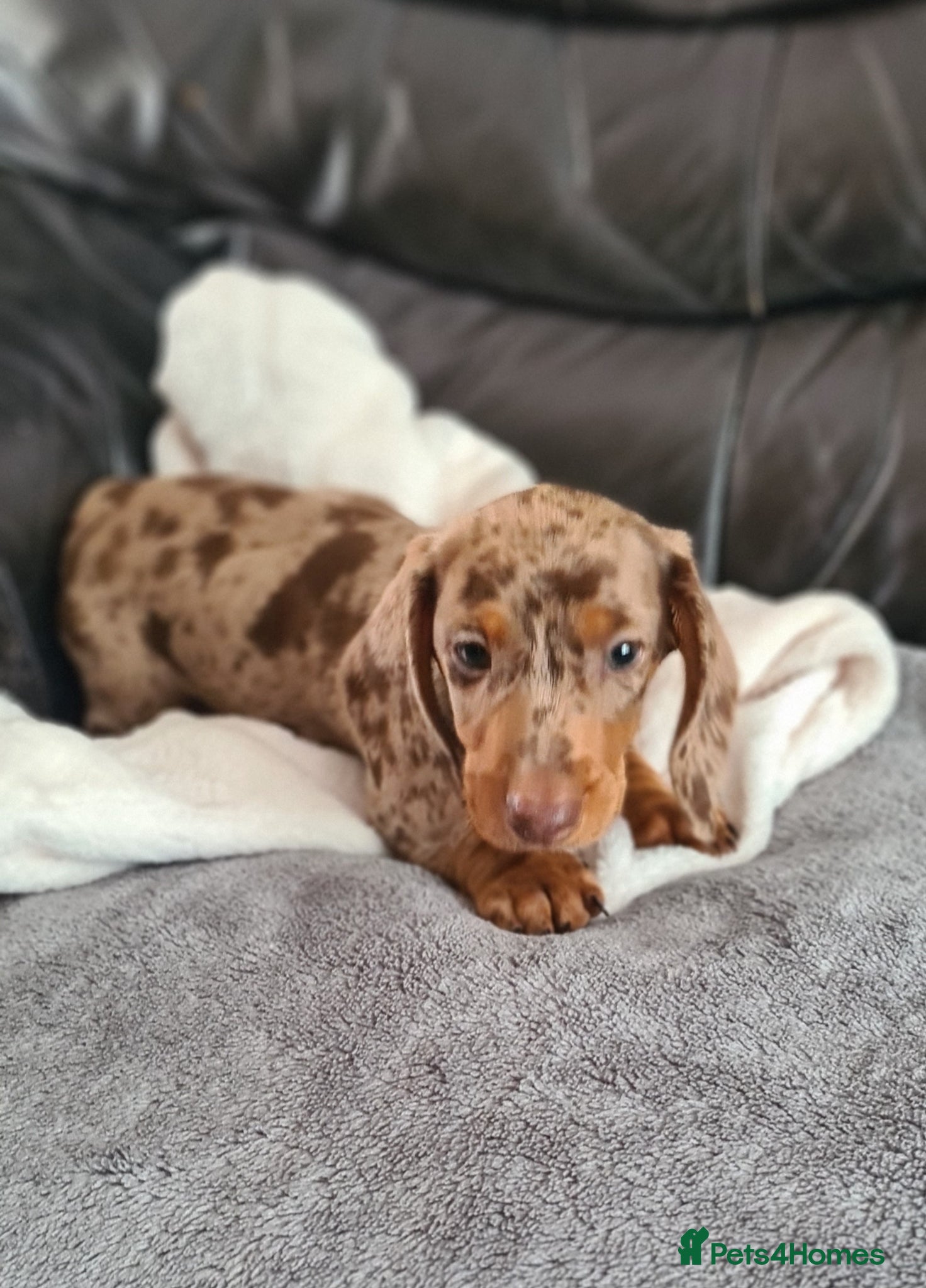 Miniature Dachshund Puppy 1