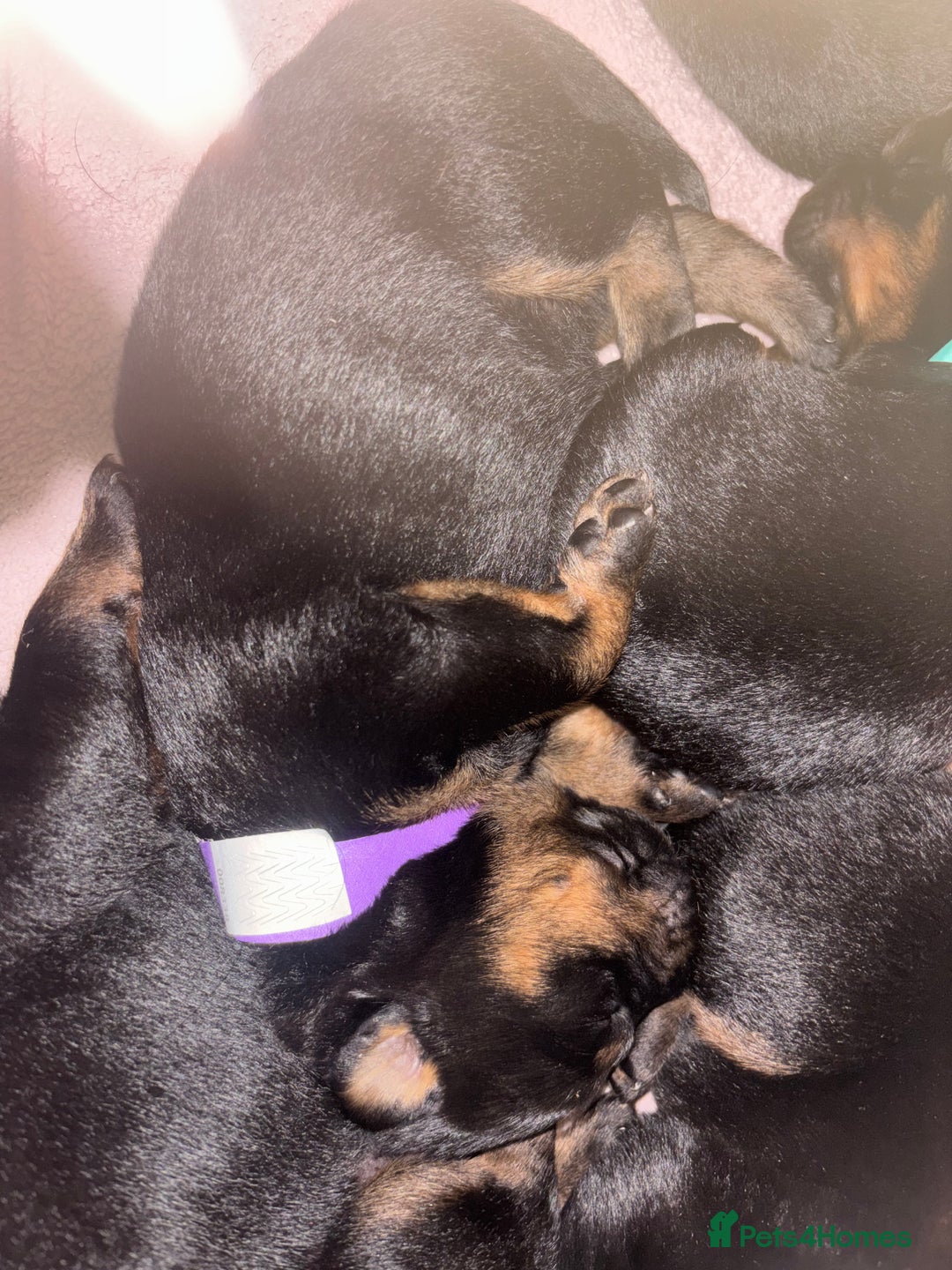 Rottweiler dogs for sale: *** Pedigree Rottweiler puppies*** - Advert 12