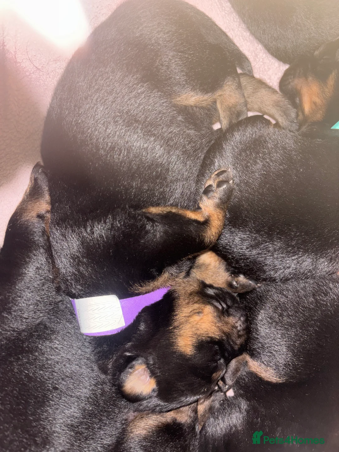 Rottweiler dogs for sale: *** Pedigree Rottweiler puppies ready in 2 wks*** - Advert 20
