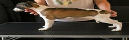 Whippet dogs for sale: Outstanding kc whippet - Advert 12