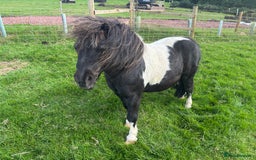 Shetland pony horses for sale: Two legends for sad sale  - Advert 5