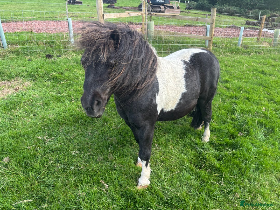 Shetland pony horses for sale: Two legends for sad sale  - Advert 5