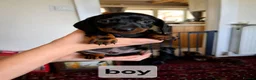 Dachshund dogs for sale: Dacshund  - Advert 8