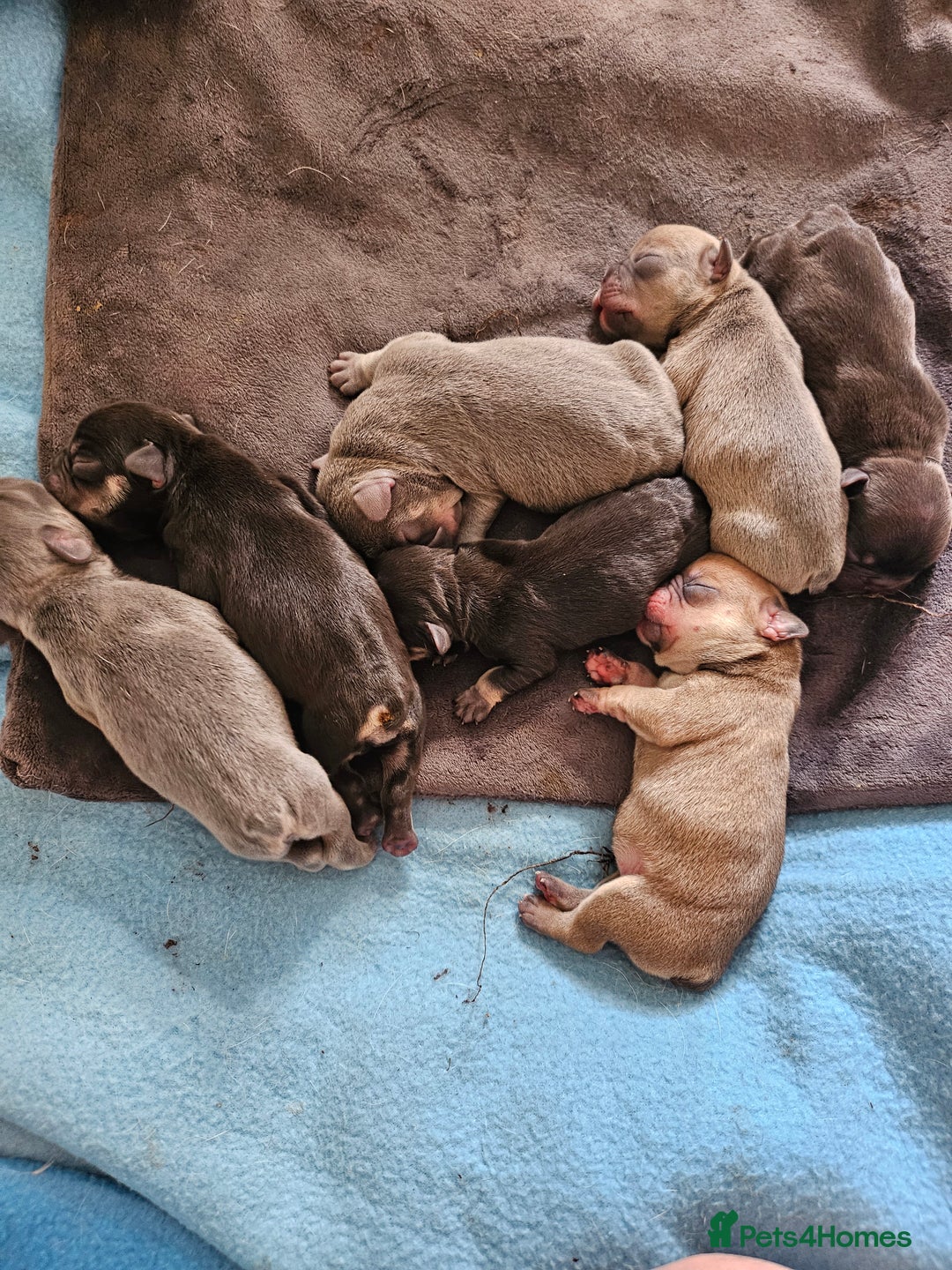 French Bulldog dogs for sale: Exquisite Pedigree French Bull Dog Puppies  - Image 11