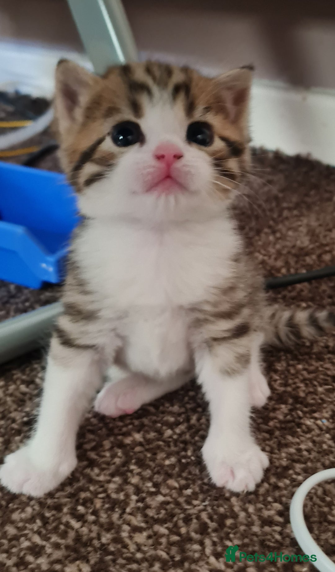 Mixed Breed cats for sale: 2 Beautiful little Boy kittens tabby & black white - Image 2