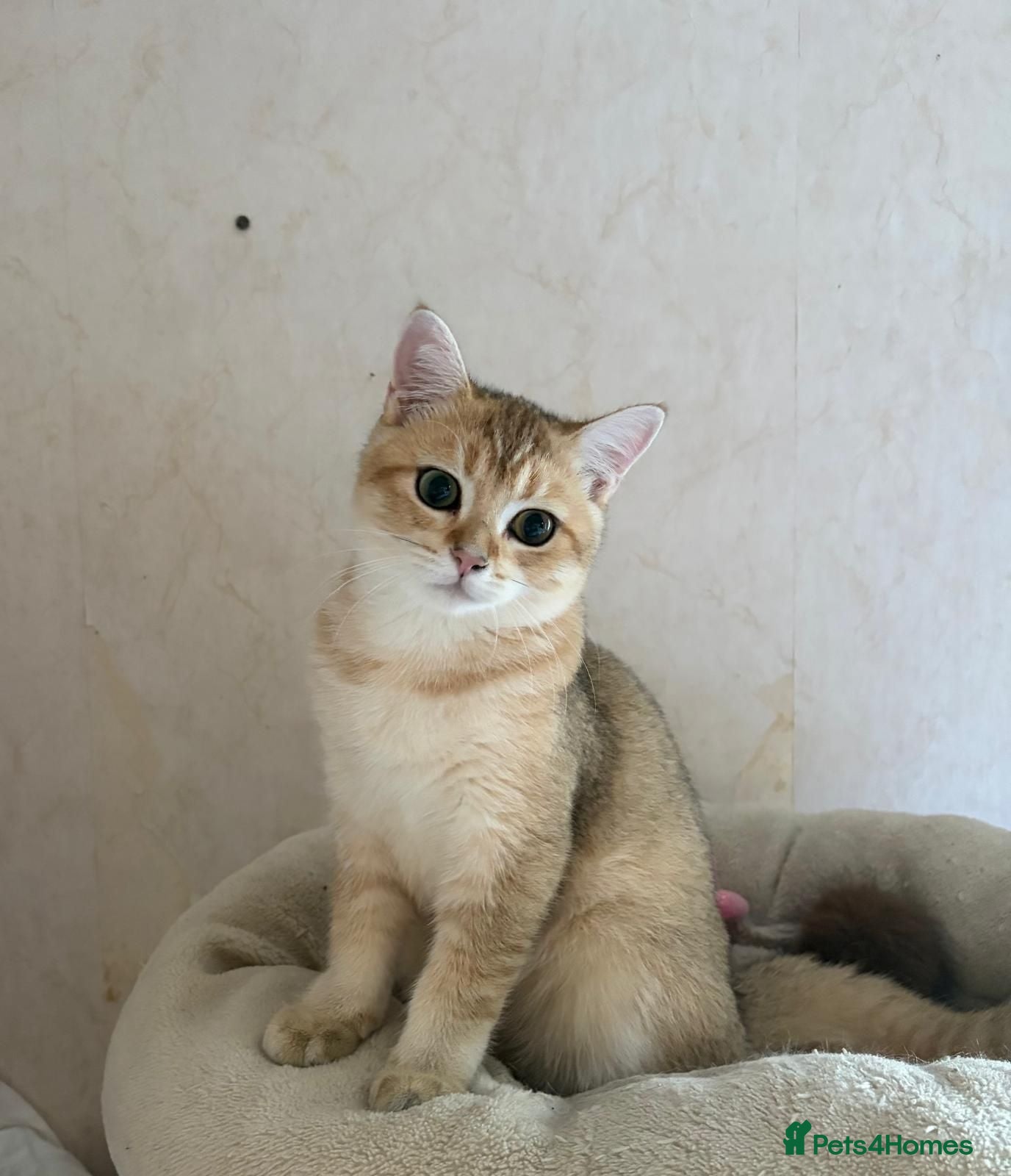 British Shorthair cats GCCF registered Golden boy - Advert 1