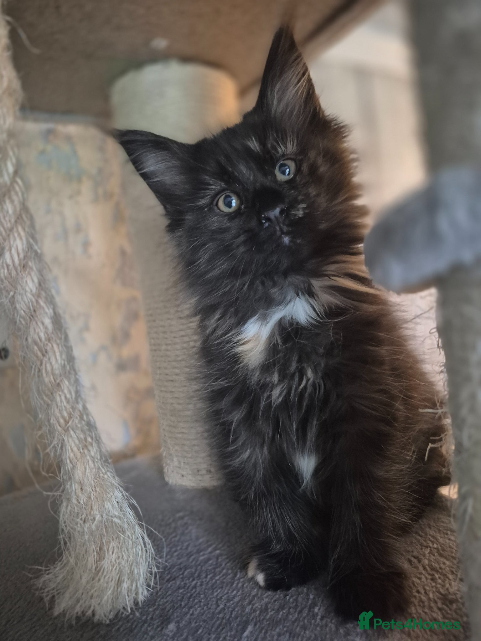 Maine Coon cats Beautiful Maine Coon Kittens–Ready for new Homes  - Advert 1