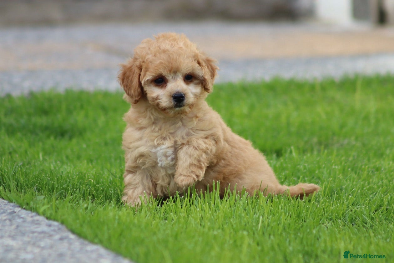 Cavapoo dogs Beautiful Cavapoo puppies for sale - Advert 1