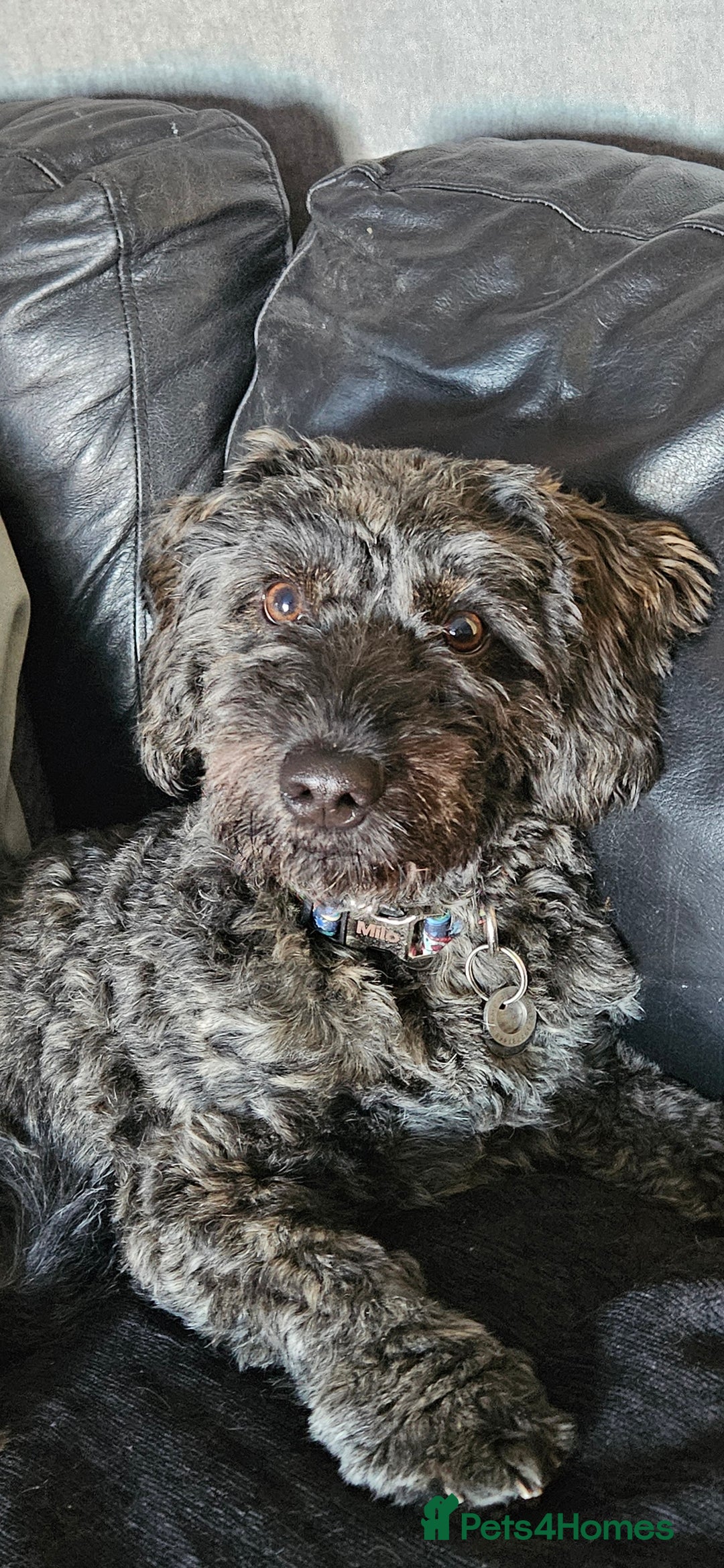 Mixed Breed dogs for sale: Male yorkipoo  - Advert 9