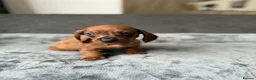 Dachshund dogs for sale: Miniature Dachshund  - Advert 8