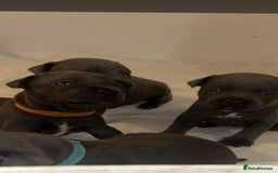 Staffordshire Bull Terrier dogs for sale: Beautiful blue staff puppies  - Image 22