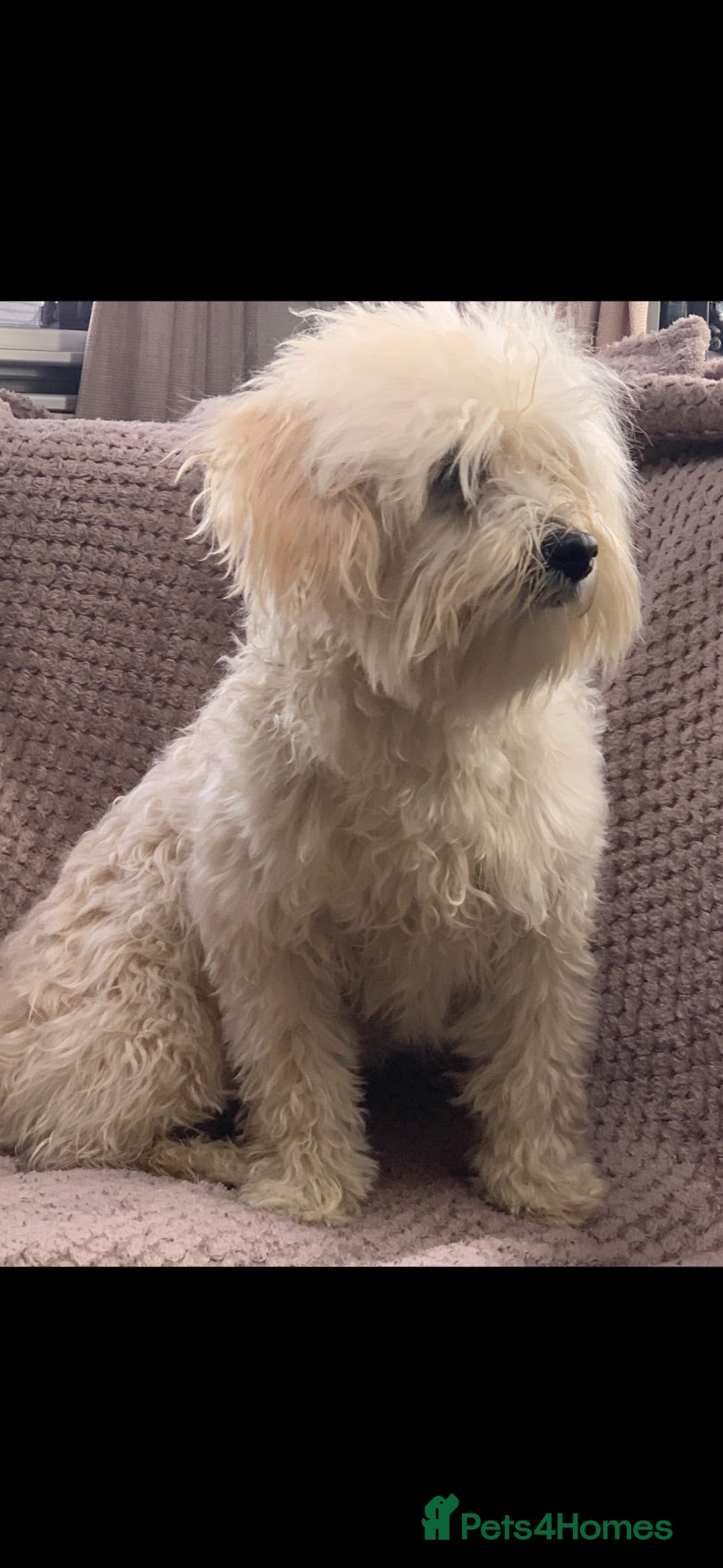 Maltipoo dogs Gorgeous f1 maltipoo female young adult  - Advert 8