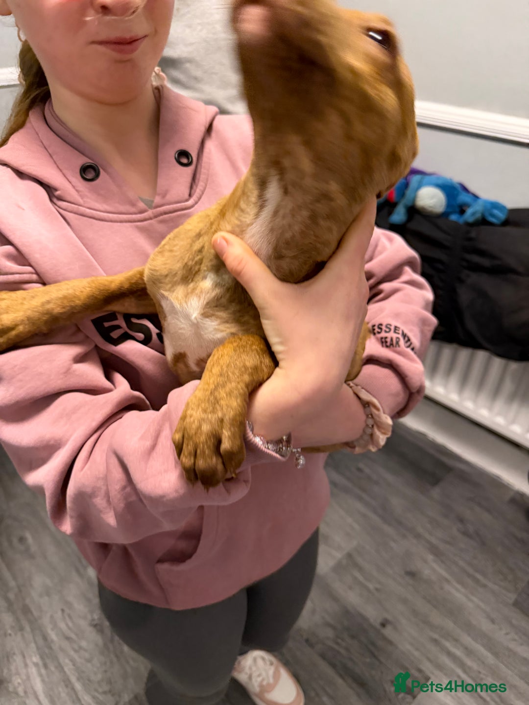 Staffordshire Bull Terrier dogs for sale: Female staff puppy - Advert 18