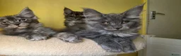 Maine Coon cats for sale: GCCF – Maine Coon kittens - Advert 5