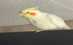Cockatiels birds for sale: 2 male cockatiels - Image 4