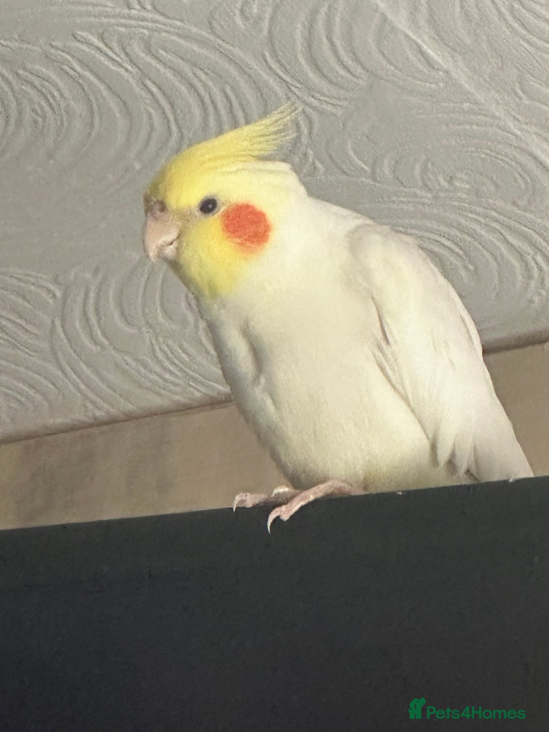 Cockatiels birds for sale: 2 male cockatiels - Image 4