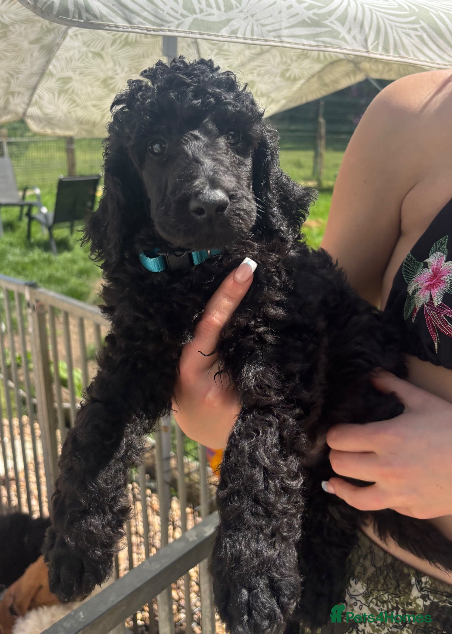 Standard Poodle dogs Exceptional working standard poodle - Advert 2