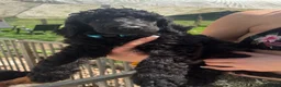 Standard Poodle dogs for sale: Exceptional working standard poodle - Advert 2