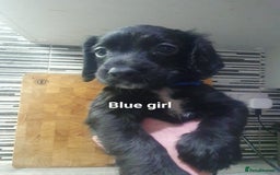 Cocker Spaniel dogs for sale: Cocker spaniel pups for sale! - Image 1