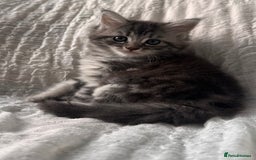 Maine Coon cats for sale: GORGEOUS MAINE COON KITTENS - Image 8