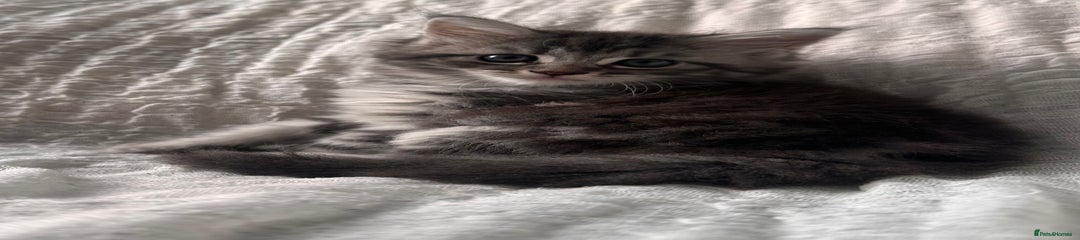 Maine Coon Kitten 1