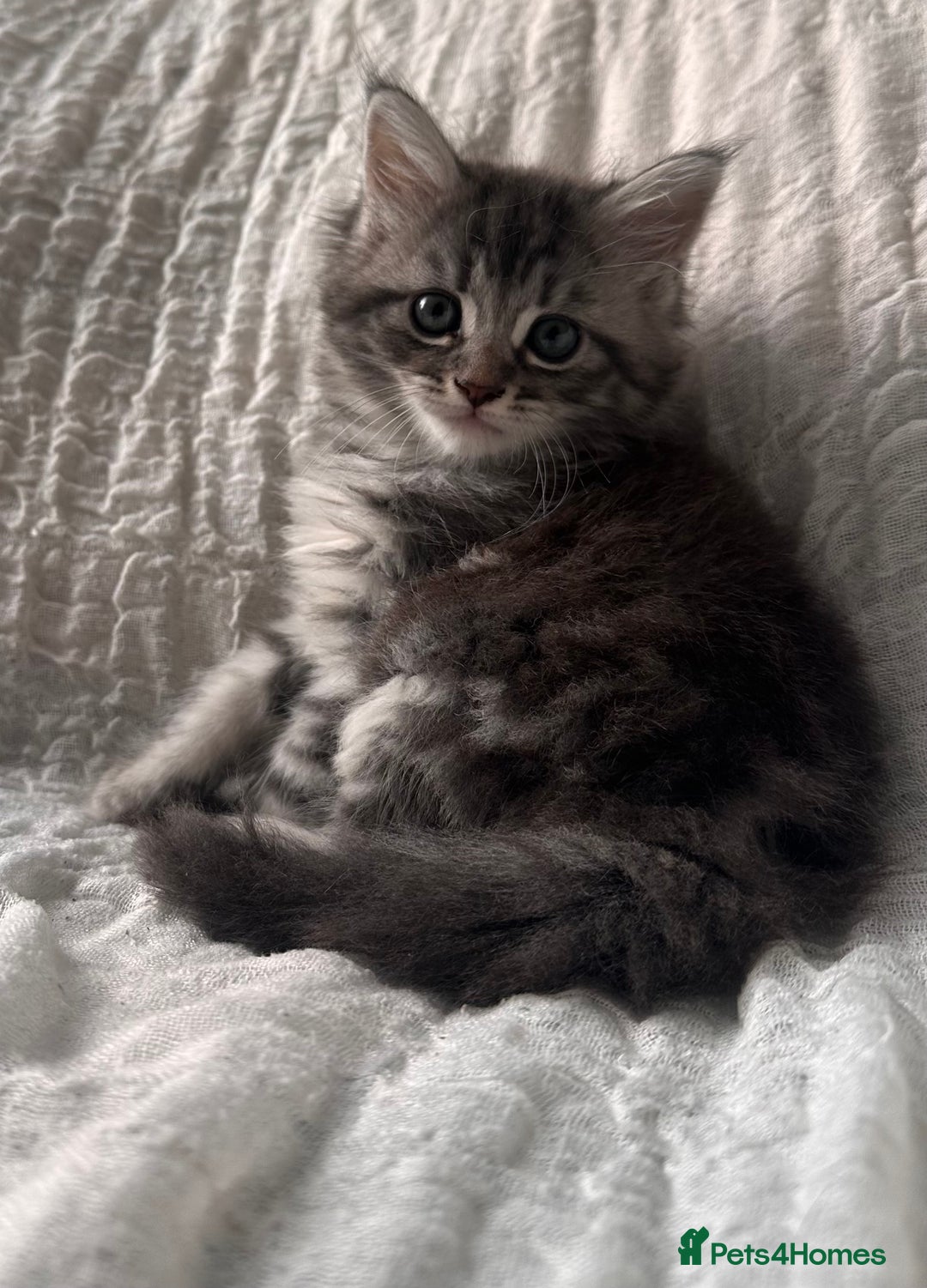 Maine Coon cats for sale: GORGEOUS MAINE COON KITTENS - Image 8
