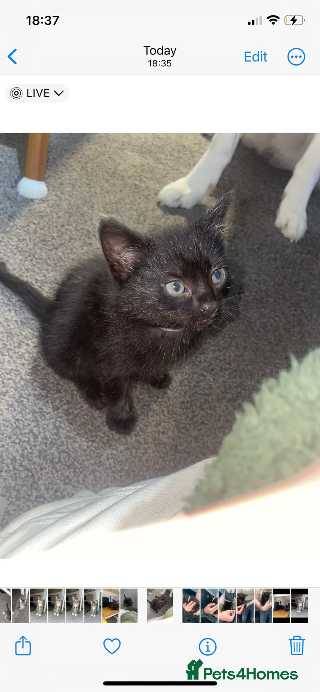 Mixed Breed cats for sale: 2 beautiful kittens  in Cumnock - Advert 2