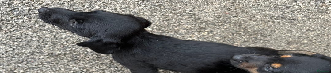 Mixed Breed Puppy 5