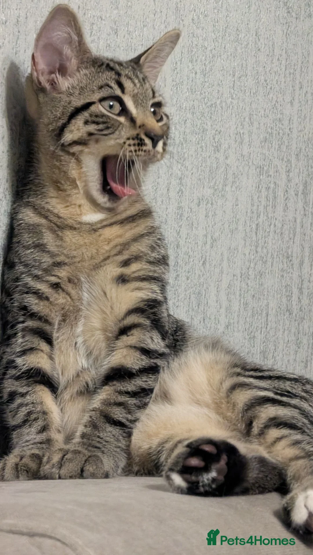 Mixed Breed cats for sale: Mr. Tabby wants to become part of your family - Advert 2