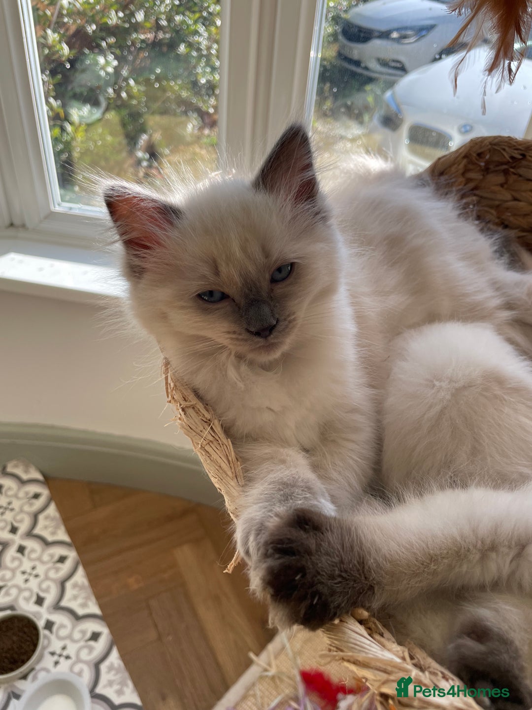 Ragdoll cats for sale: GCCF Ragdoll Kittens - Image 8